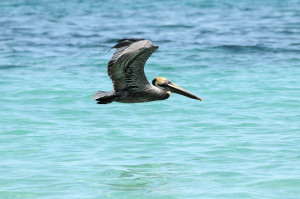 pelican over sea