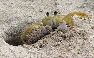 sand-crab